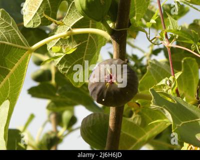 Delicious fig on fig tree Stock Photo