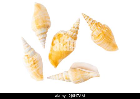 Composition of isolated exotic sea shells on white background top view Stock Photo