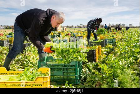 Farm worker arranging harvested celery in crates Stock Photo