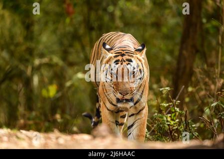 wild bengal huge male tiger walking head on portrait eye contact in natural green background outdoor wildlife safari at kanha national park forest Stock Photo