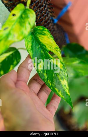 Epipremnum Pinnatum Yellow Flame for Sale