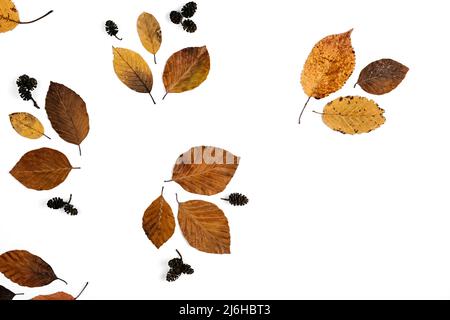 Autumn, thanksgiving day and winter concept. Little dried leaves, isolated on white studio background wall with copy space for advertisement. Flat lay Stock Photo
