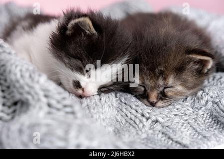 Couple beautiful little happy cute kittens in love sleep nap together on gray fluffy plaid. Close up of two cats pets animal comfortably sleep relax h Stock Photo
