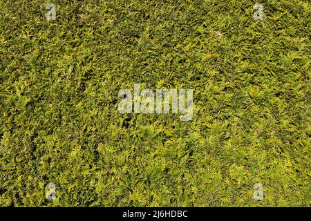Natural green background or texture of thuja leaves, live wall made of coniferous tree or shrub lush foliage. Stock Photo