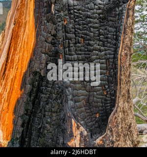 Square Close up of a burnt tree on a hiking place at Idaho Stock Photo