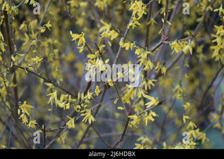 Full frame image of delicate yellow forsythia bush in springtime Stock Photo