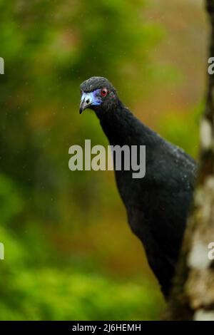 Black Guan, Chamaepetes unicolor, portrait of dark tropic bird with blue bill and red eyes, animal in the mountain tropical forest nature habitat, Sav Stock Photo