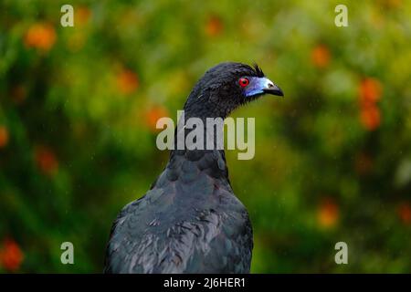 Black Guan, Chamaepetes unicolor, portrait of dark tropic bird with blue bill and red eyes, orange bloom flower, animal in the mountain tropical fores Stock Photo