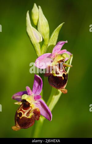 Late Spider Orchid, Ophrys holosericea, flowering European terrestrial wild orchid, nature habitat, detail of bloom, violetclear background, Czech Rep Stock Photo