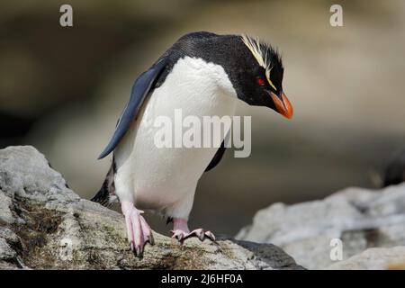 Rockhopper penguin, Eudyptes chrysocome, in the rock nature habitat, black and white sea bird, Sea Lion Island, Falkland Islands Stock Photo