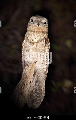 Common Potoo, Nyctibius griseus, nocturnal tropic bird sitting on the tree branch, night action scene, animal in the dark nature habitat, Pantanal, Br Stock Photo