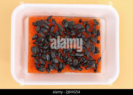 Sunflower seeds in a container for microgreens. growing microgreens from sunflower seeds at home. Stock Photo