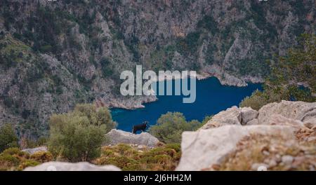 Butterfly Valley (kelebekler vadisi) in city of Oludeniz Fethiye in western Turkey. You can only reach this valley by boat or rock climbing. wild black goat on background of mountains Stock Photo