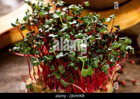 Closeup on radish microgreens Stock Photo