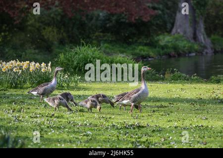 Greylag goose family (Anser anser) with parent birds and goslings walking through the park to the pond, copy space, selected focus, narrow depth of fi Stock Photo