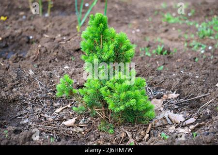 Alone sprout of a small pine grows on the soil Stock Photo