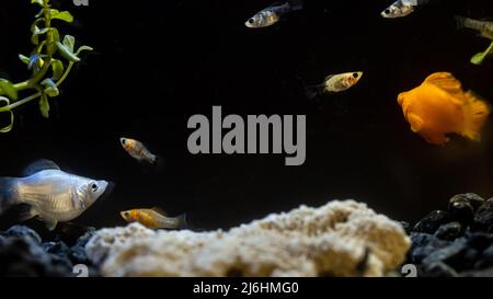 A series of photos of a community fresh-water fish tank with close-up portraits of mollies and platies. Stock Photo