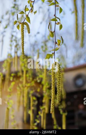 Springtime tree birch branches with young fresh green leaves, buds and catkins. Stock Photo