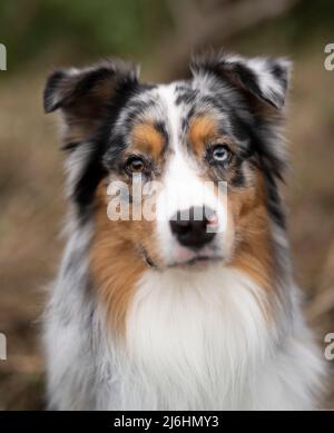 Australian Shepherd dog portrait Stock Photo