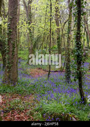 bluebell wood cornwall england uk in the forest Stock Photo