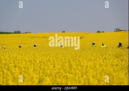 02 May 2022, Rhineland-Palatinate, Newel: Firefighters search a rapeseed field along an accident site on the B51 for a child who was suspected to be in a crashed vehicle. A car had collided with a truck on the federal highway between Newel and Hohensonne (Trier-Saarburg district). The driver of the car was seriously injured. The course of the accident is not yet known, the federal highway was completely closed at the accident site. Photo: Harald Tittel/dpa Stock Photo