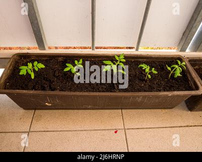 Young seedlings of tomatoes in a box on the edge of the balcony Stock Photo