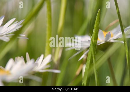 Daisy with lots of bokeh on a meadow. bright out of focus on the flower. Delicate colors in nature Stock Photo