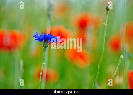 Cornflower flower single on a poppy field. Blue shine the petals. Detail shot from natural environment. Red color spots in background Stock Photo