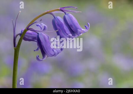 Single bluebell in Southampton Old Cemetery, Southampton Common, Southampton UK Stock Photo