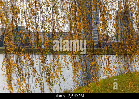 Gold autumn leaves of a weeping willow tree hanging over a Svislach river on a Island of Tears in Minsk, Belarus with modern city skyline. Stock Photo
