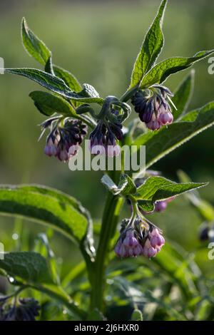 Symphytum officinale or common comfrey early in the morning with dew on the purple flowers and the green leaves Stock Photo