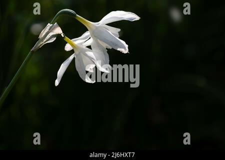 Lonely white Narcissus, Narcissus poeticus or pinkster lily lit by the sun against a dark background. Place for text on the black background Stock Photo