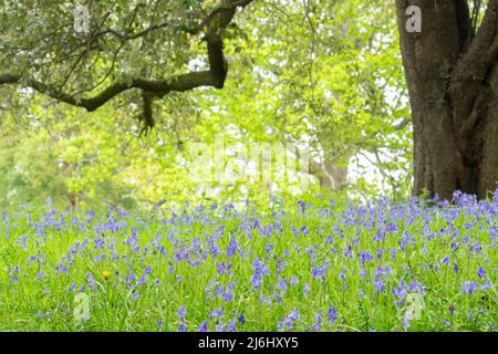 Bluebells in Roydon Woods, New Forest, Hampshire. Stock Photo