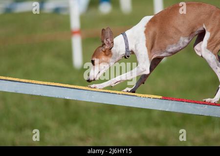 Italian Greyhound walking on agility obstacle Stock Photo