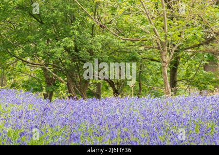 Bluebells in Roydon Woods, New Forest, Hampshire. Stock Photo