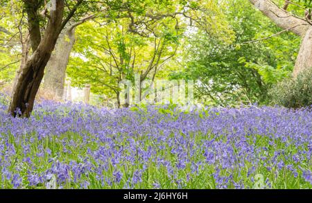 Bluebells in Roydon Woods, New Forest, Hampshire. Stock Photo