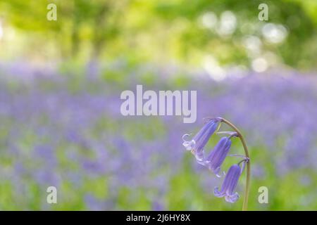 Bluebells in Roydon Woods, New Forest, Hampshire. Stock Photo