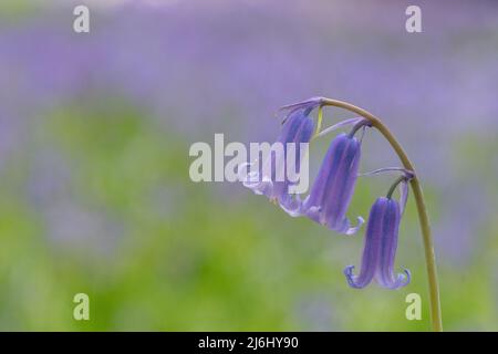 Bluebells in Roydon Woods, New Forest, Hampshire. Stock Photo