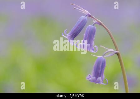 Bluebells in Roydon Woods, New Forest, Hampshire. Stock Photo