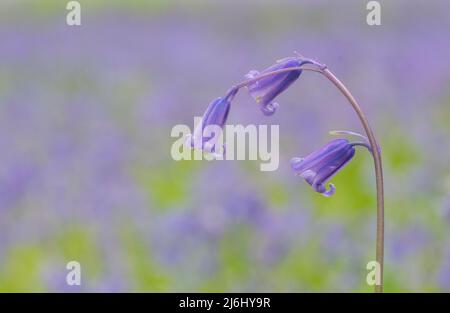 Bluebells in Roydon Woods, New Forest, Hampshire. Stock Photo