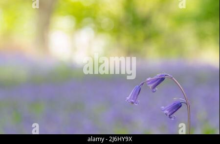 Bluebells in Roydon Woods, New Forest, Hampshire. Stock Photo