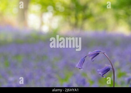 Bluebells in Roydon Woods, New Forest, Hampshire. Stock Photo