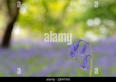 Bluebells in Roydon Woods, New Forest, Hampshire. Stock Photo