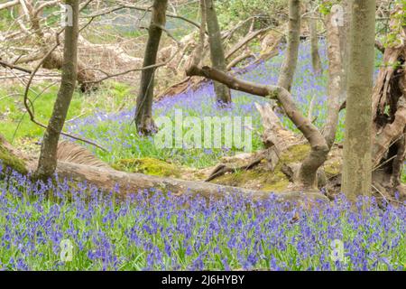 Bluebells in Roydon Woods, New Forest, Hampshire. Stock Photo