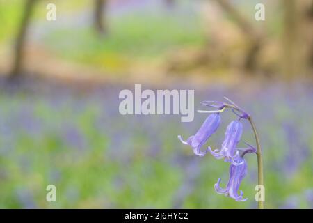 Bluebells in Roydon Woods, New Forest, Hampshire. Stock Photo