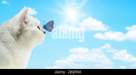 Beautiful white british cat and blue butterfly on the background of the sky. Beauty in nature. Banner. Stock Photo