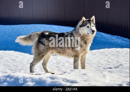 A beautiful husky dog stands in the snow Stock Photo