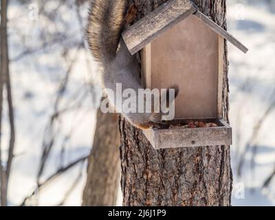 Grey fluffy squirrel eats nuts at the bird feeder in the winter park. Caring for animals in winter or autumn. Eurasian red squirrel, Sciurus vulgaris Stock Photo