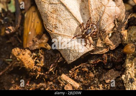 American Dog Tick - Dermacentor variabilis Stock Photo