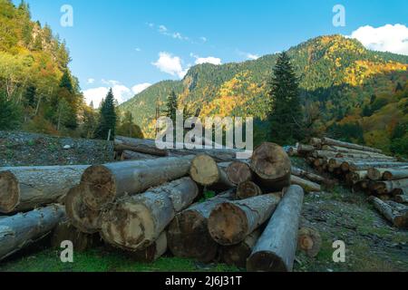 Sawn tree trunks in the mountains. Harvesting trees for winter in the mountains Stock Photo